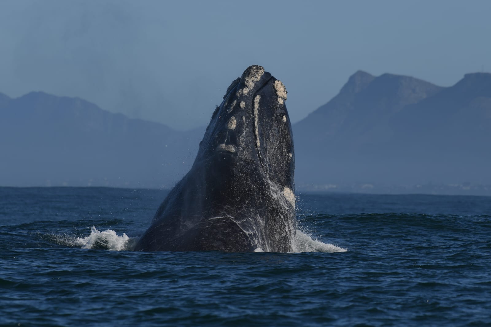 Whale watching 2